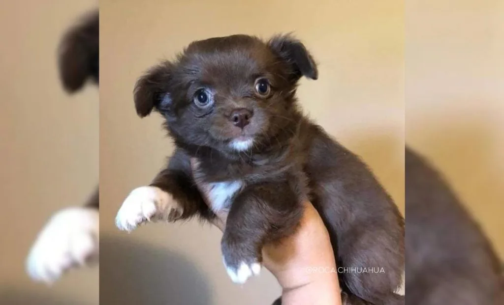 Chocolate-Blue-Chihuahua