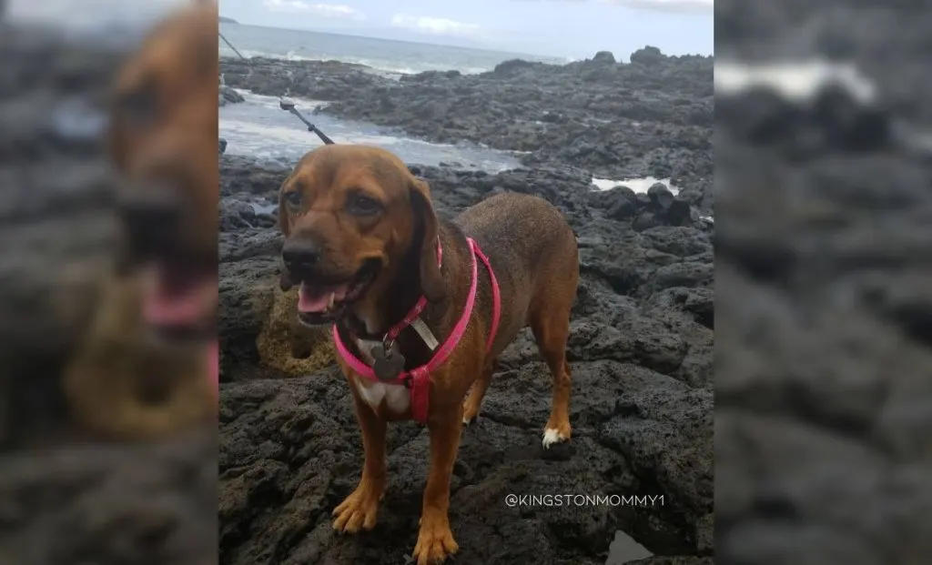 Cocker spaniel x boxer mix