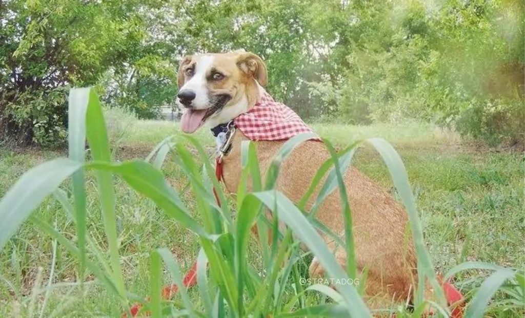 Corgi x boxer