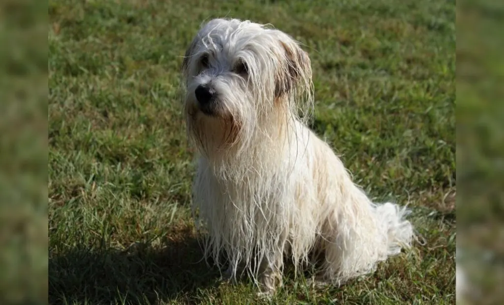 Coton De Tulear 