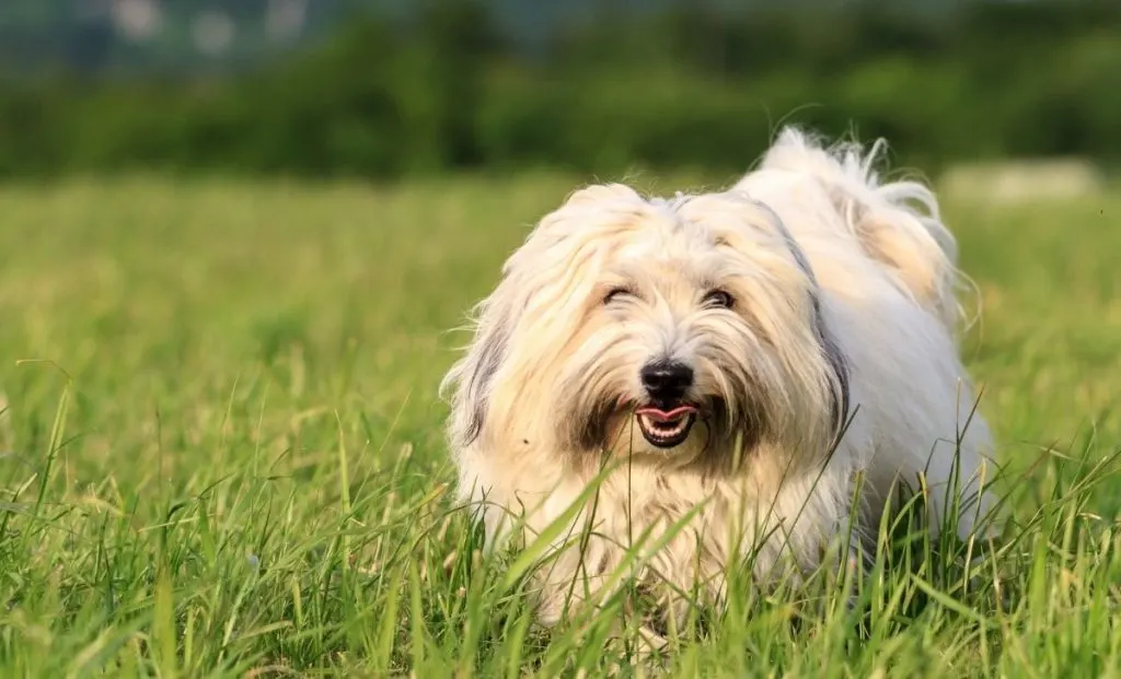 Coton De Tulear