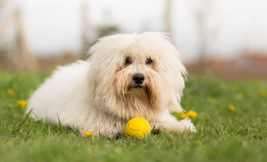 Coton De Tulear