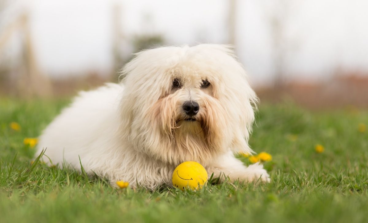 Coton De Tulear Growth Chart And Care Tips