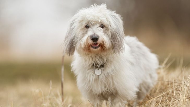 Coton De Tulear Growth Chart And Care Tips 