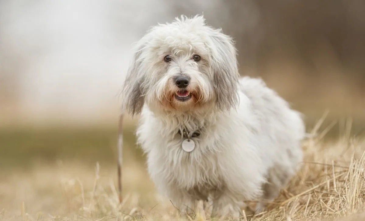 Coton De Tulear