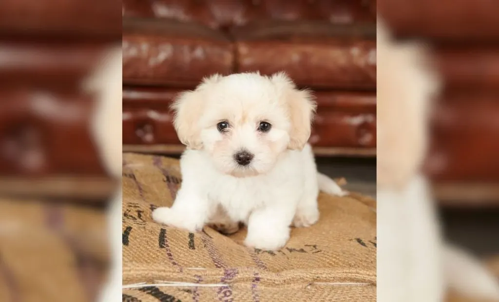 Coton De Tulear puppy