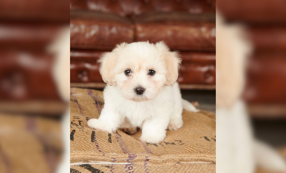 Coton De Tulear Growth Chart And Care Tips