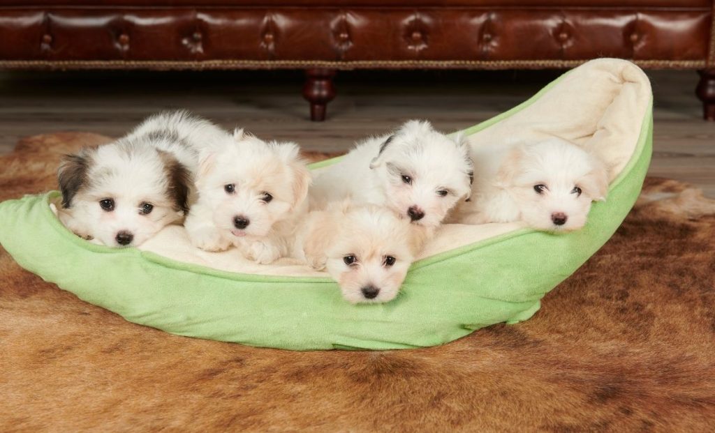 Coton De Tulear puppy