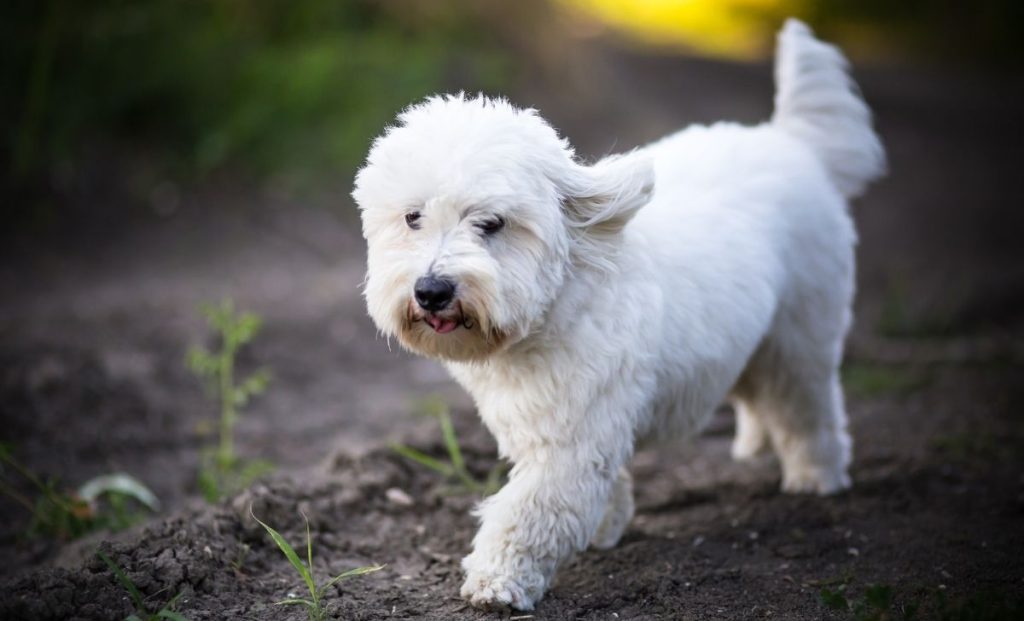 Coton De Tulear puppy