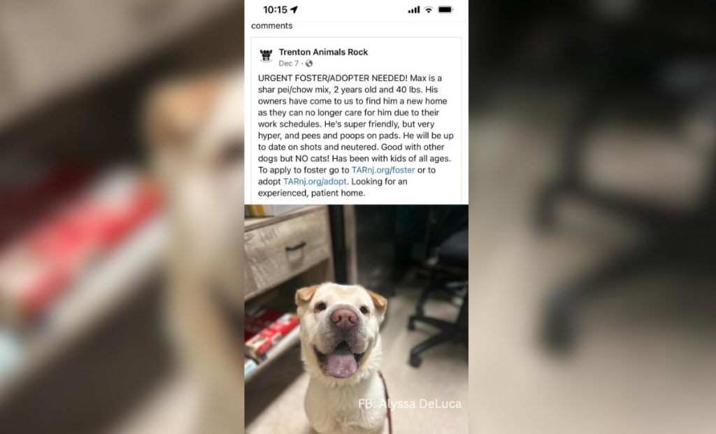 Couple Rescues A Dog From A Shelter, Then Learns Something Incredible