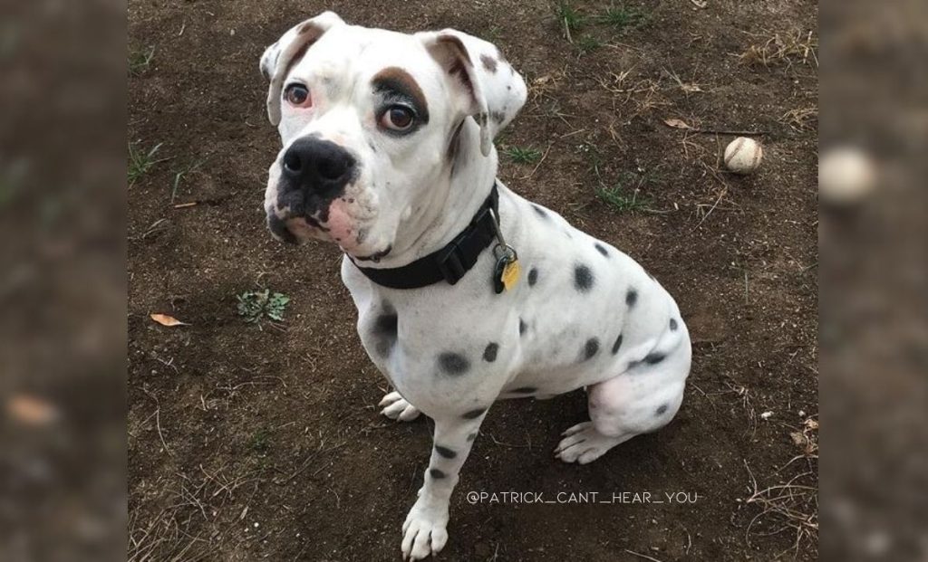 Dalmatian x boxer