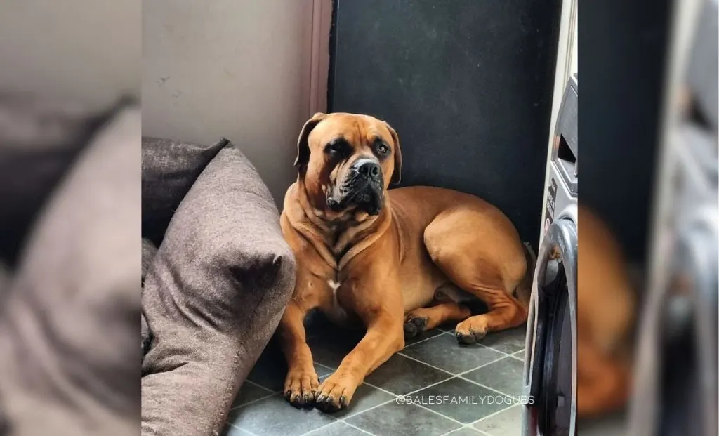 Dogue de Bordeaux x Mastiff Mix