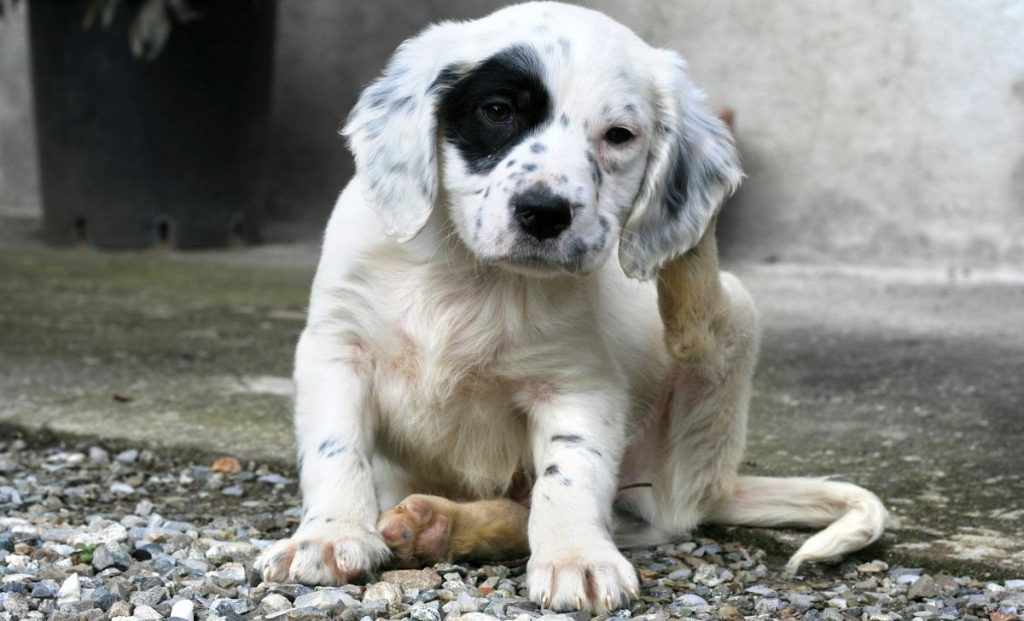 English setter