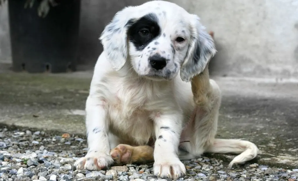 English setter