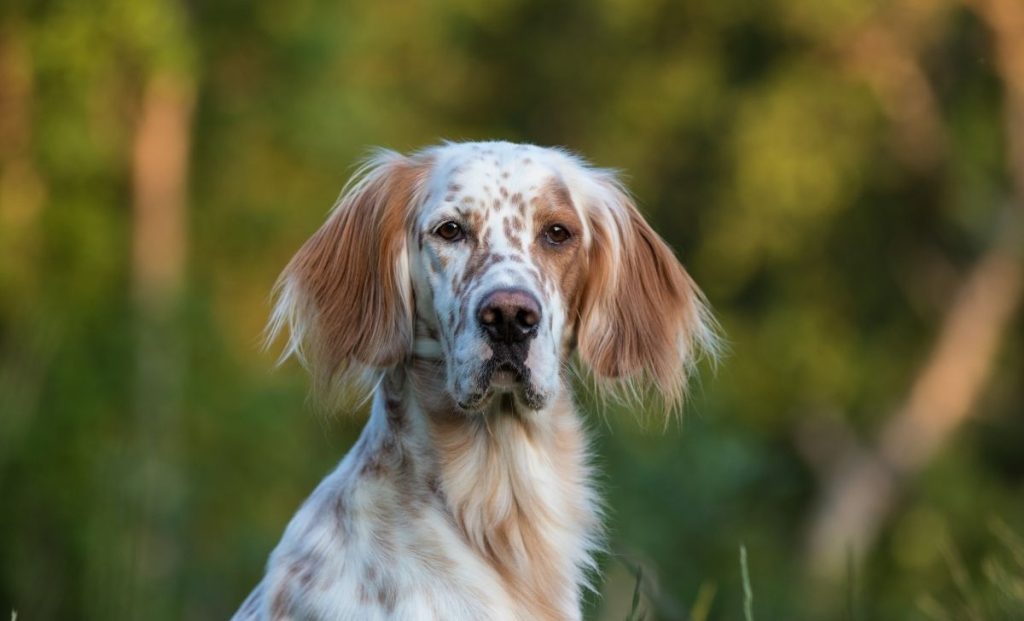 English setter