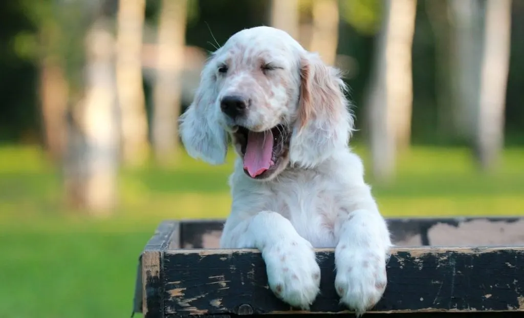 English setter