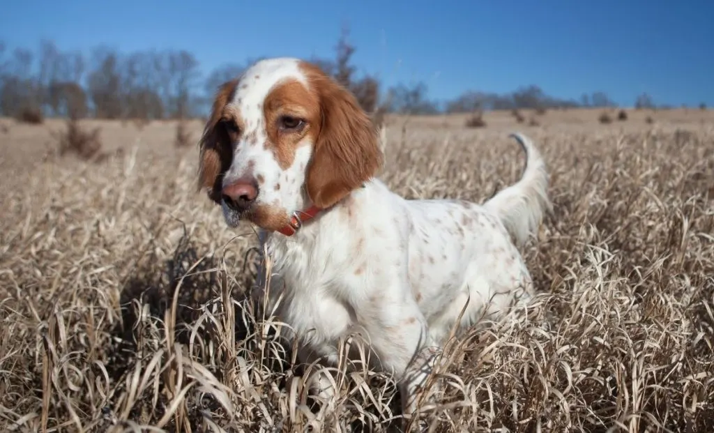 English setter