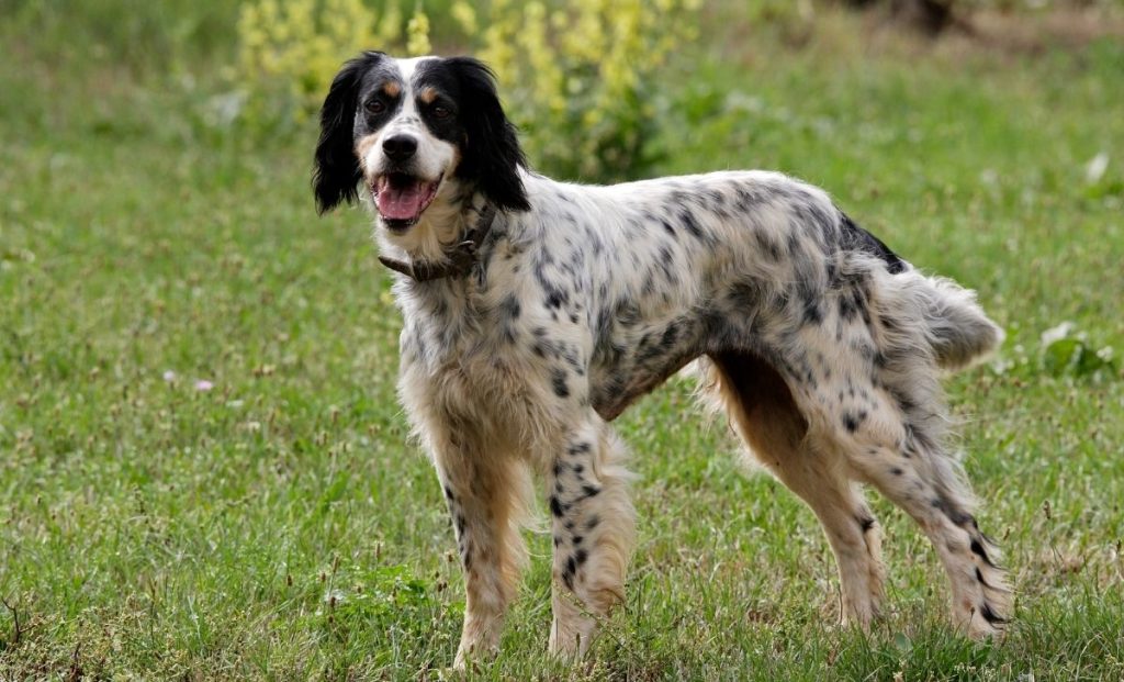 English setter