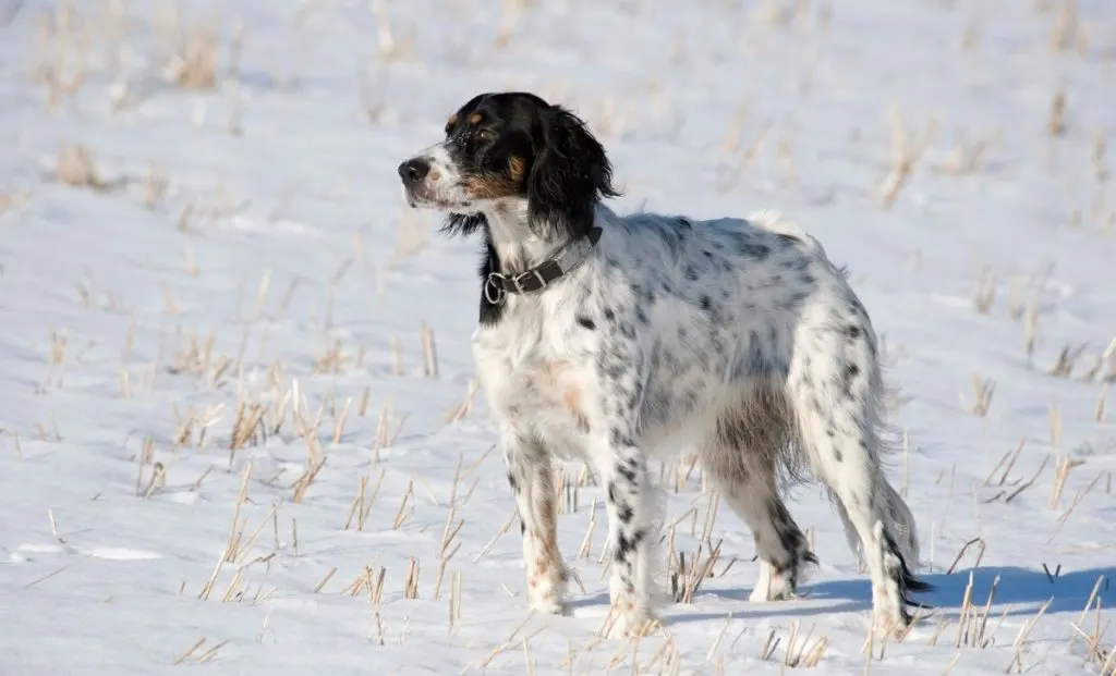 English setter