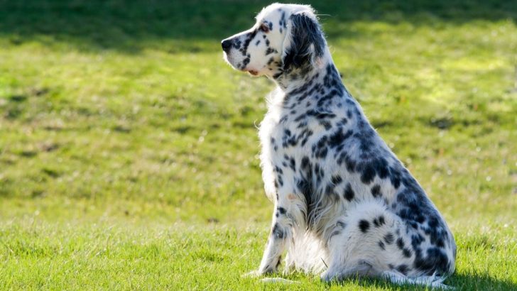 On-Target English Setter Growth Chart For Everyone