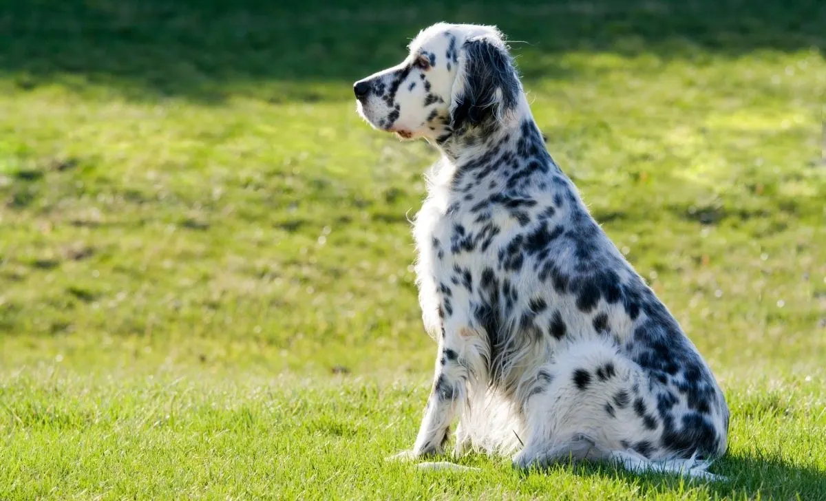 English setter