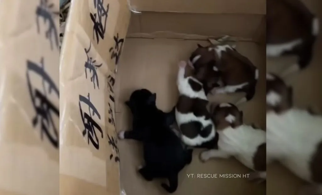 Four Newborn Puppies Left Hungry And Cold, Desperately Crying Out For Their Mother's Warmth