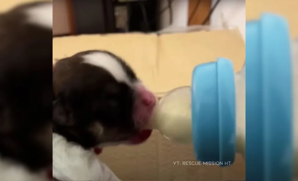 Four Newborn Puppies Left Hungry And Cold, Desperately Crying Out For Their Mother's Warmth