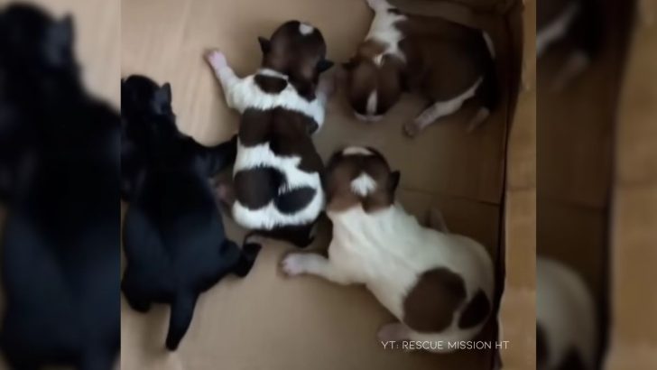 Four Newborn Puppies Left Hungry And Cold, Desperately Crying Out For Their Mother’s Warmth