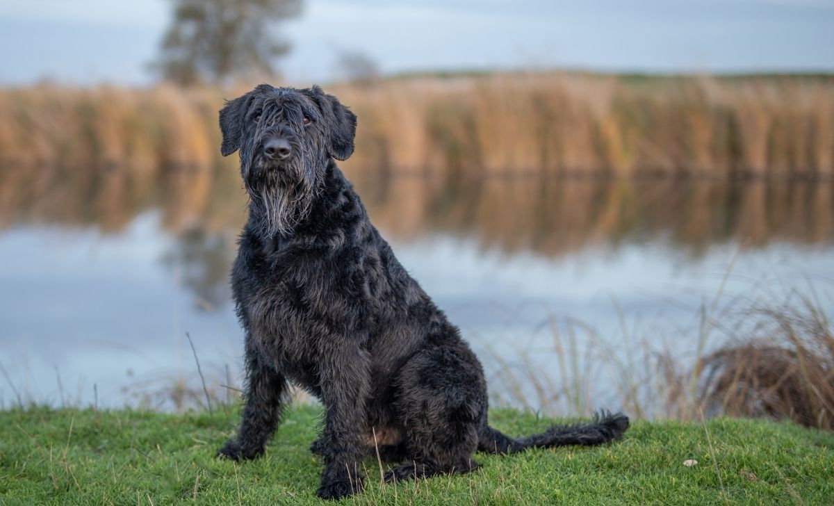 Giant Schnauzer Growth Chart And Its Milestones