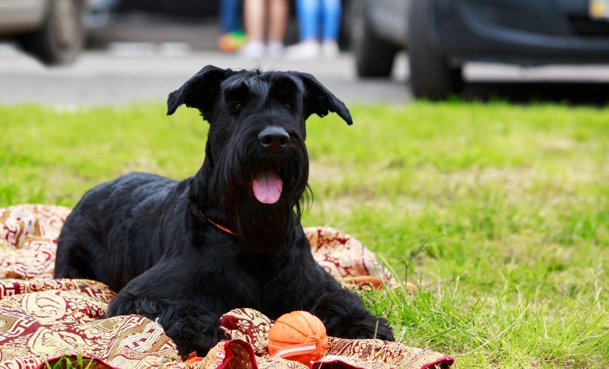 Giant Schnauzer