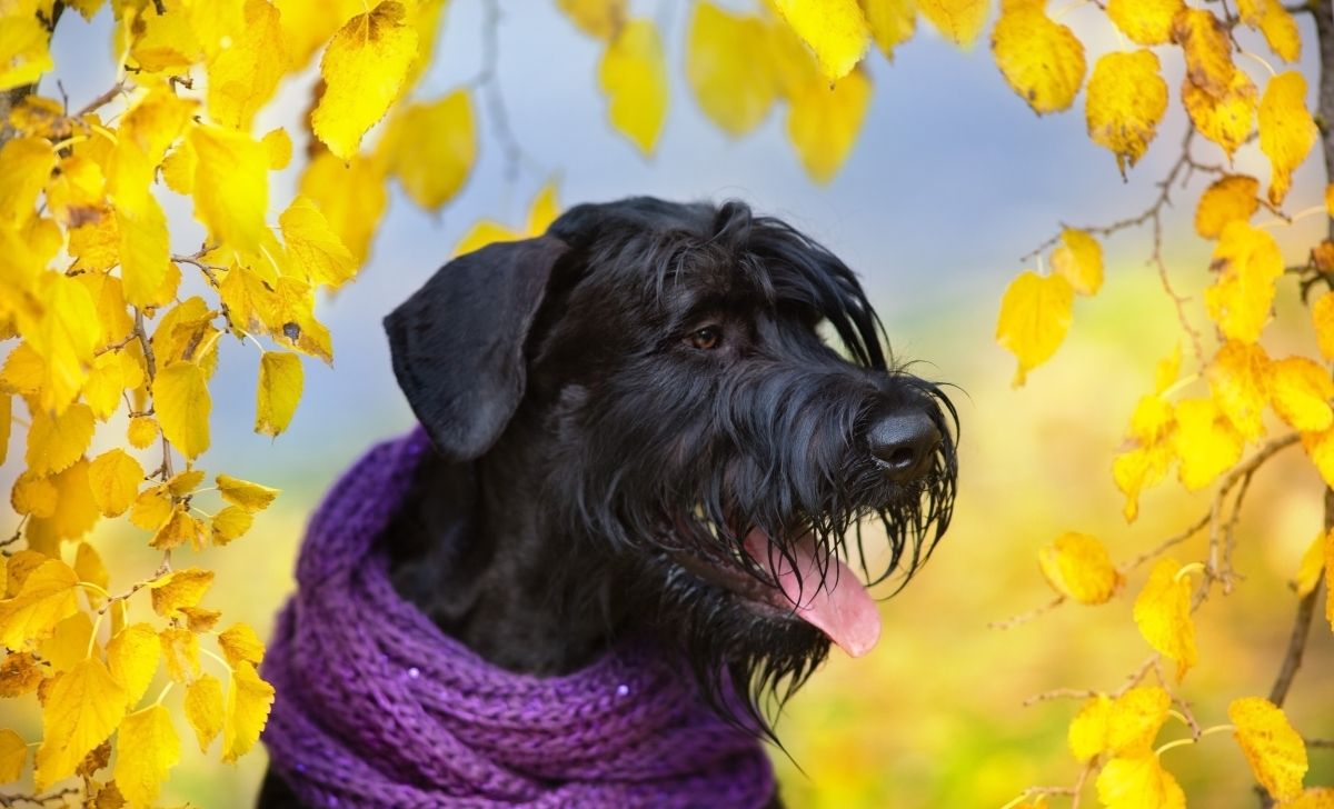 Giant Schnauzer Growth Chart And Its Milestones