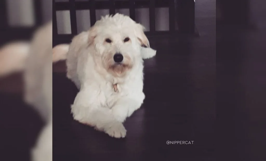 Golden retriever maltese mix