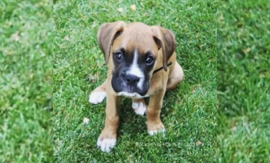 Golden retriever x boxer