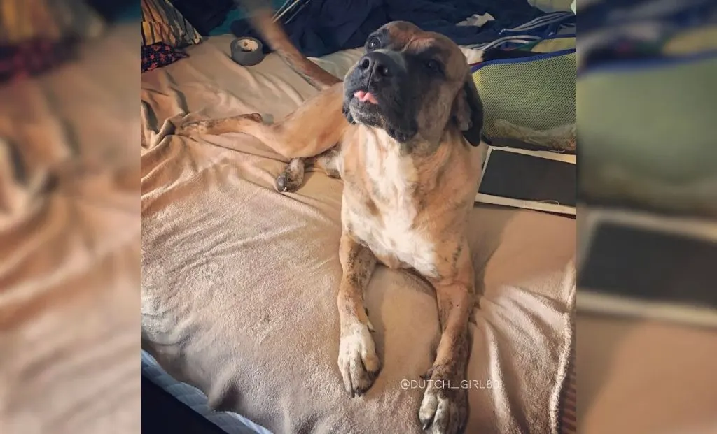 Great pyrenees x boxer