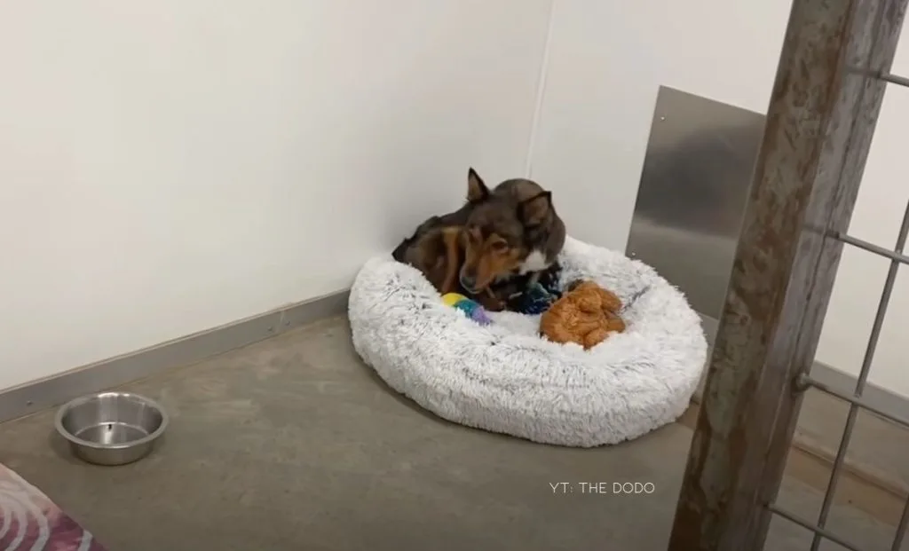 Grief Stricken Dog Finds A Second Chance At Motherhood