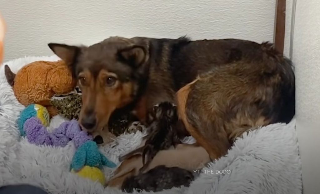 Grief Stricken Dog Finds A Second Chance At Motherhood