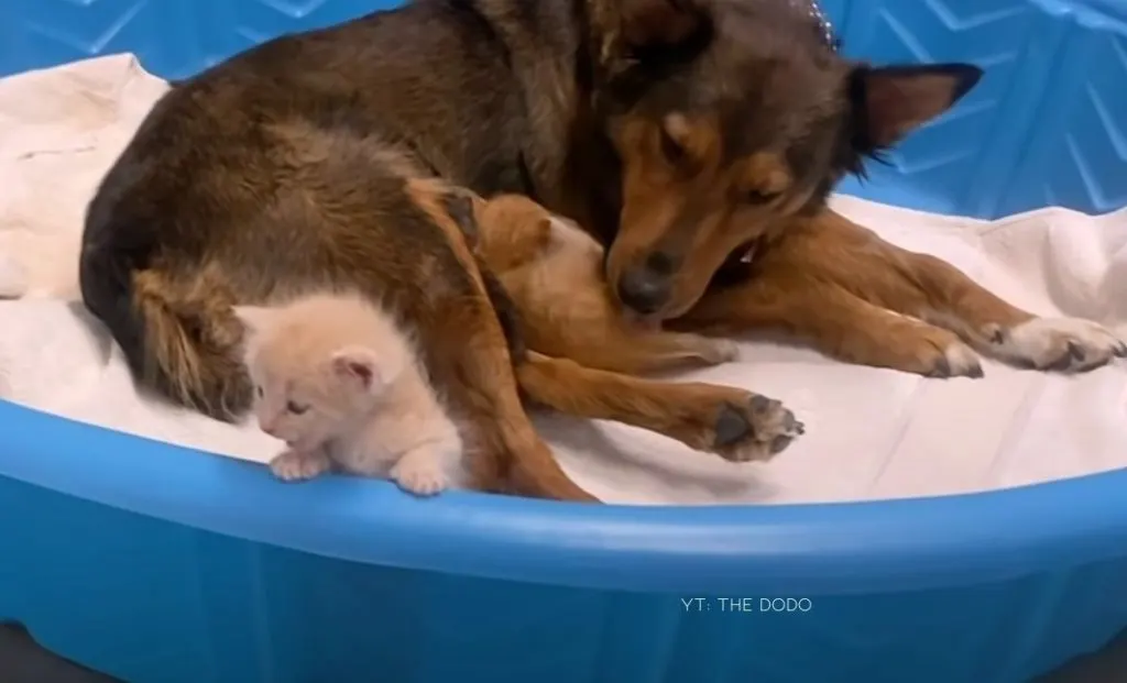 Grief Stricken Dog Finds A Second Chance At Motherhood