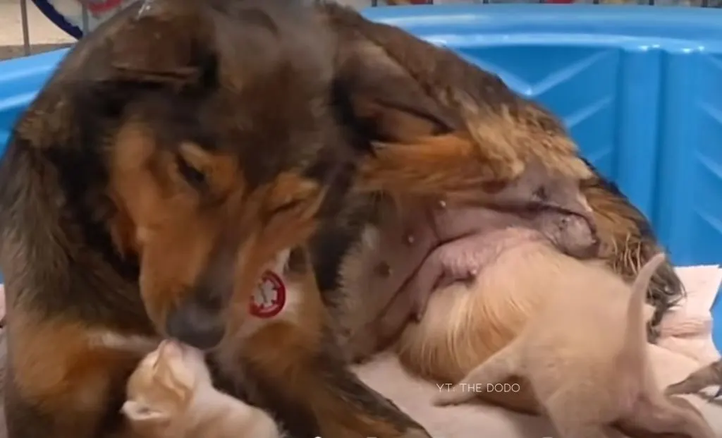 Grief Stricken Dog Finds A Second Chance At Motherhood