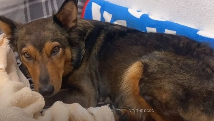 Grief Stricken Dog Finds A Second Chance At Motherhood