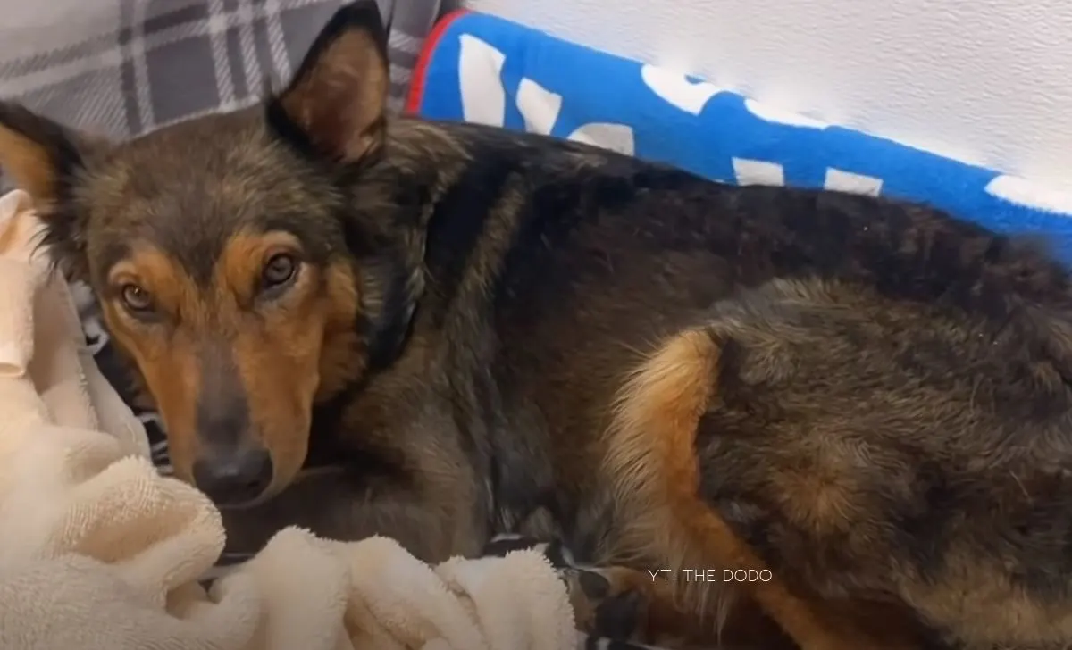 Grief Stricken Dog Finds A Second Chance At Motherhood