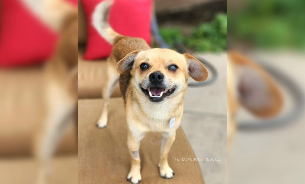 Heartbroken Chihuahua Mix Never Gave Up On Love