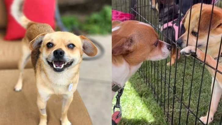 Heartbroken Chihuahua Mix Never Gave Up On Love