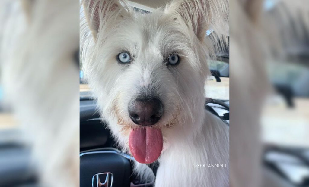 Husky maltese mix