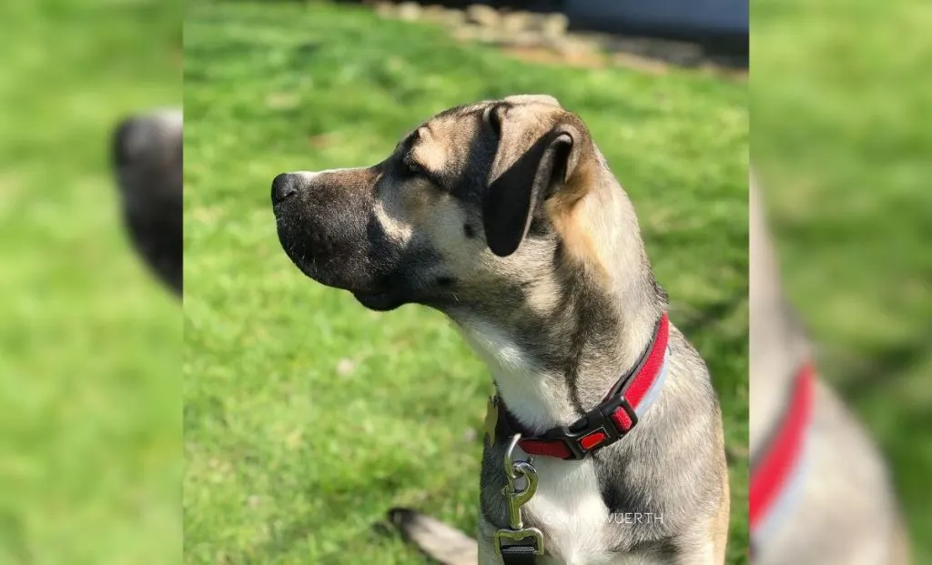 Husky x Mastiff