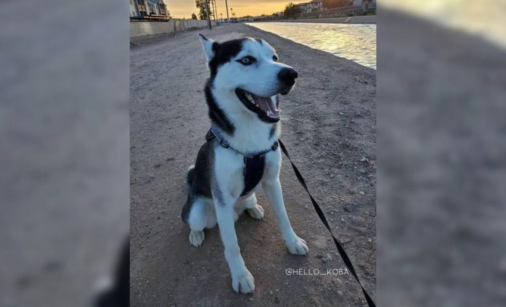 Husky x boxer