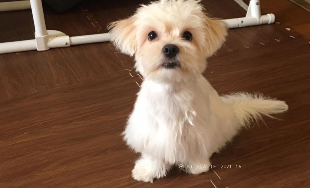 Japanese Chin x Maltese