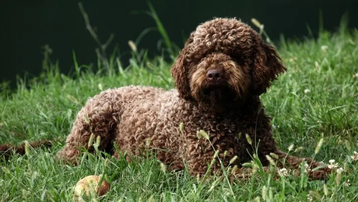 9 Lagotto Romagnolo Colors With 6 Unique Markings