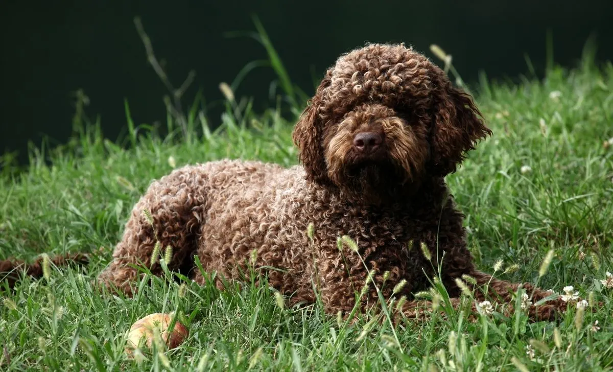 Lagotto Romagnolo