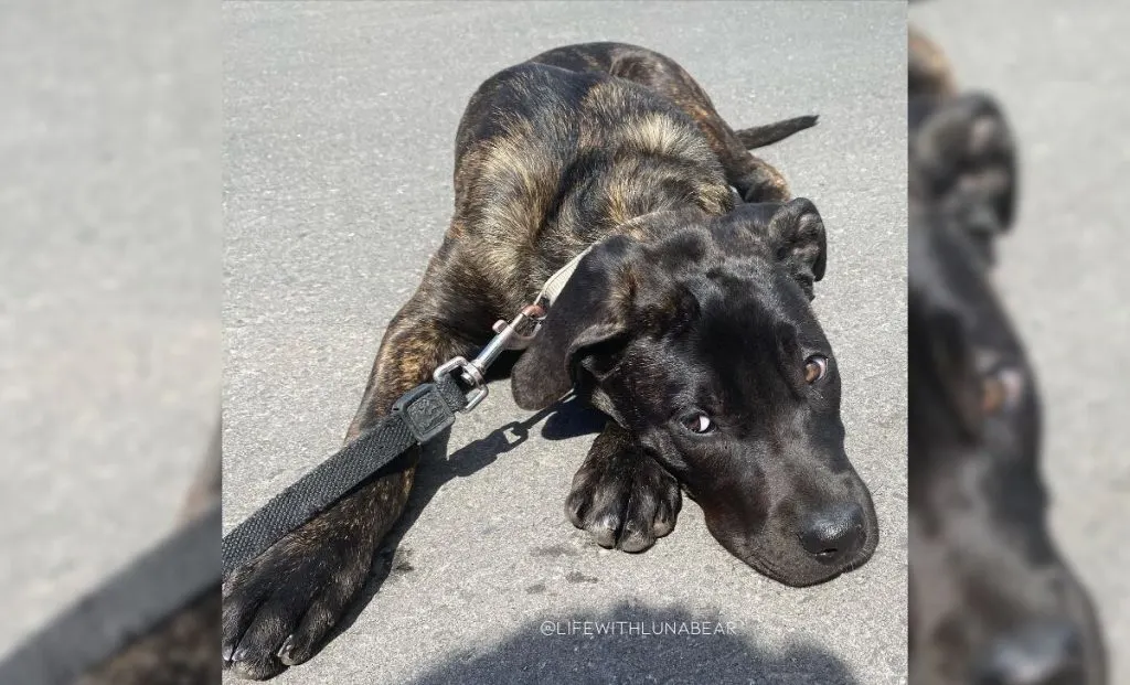 Malinois x Mastiff