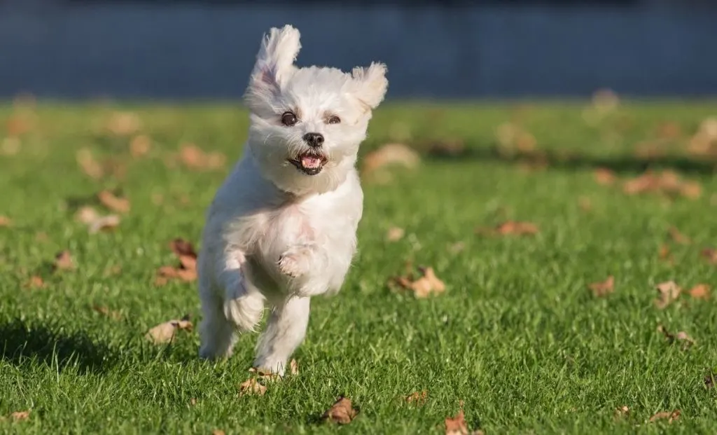 Maltese